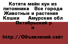 Котята мейн-кун из питомника - Все города Животные и растения » Кошки   . Амурская обл.,Октябрьский р-н